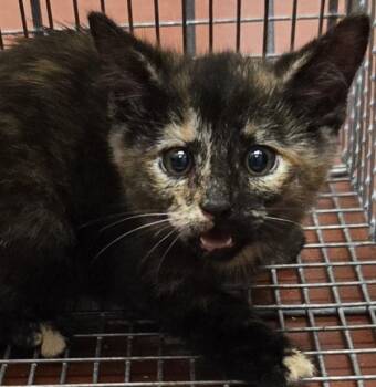 Melon -  Domestic Short Hair Cat for Adoption in Salisbury, Maryland - Melon | PetCurious