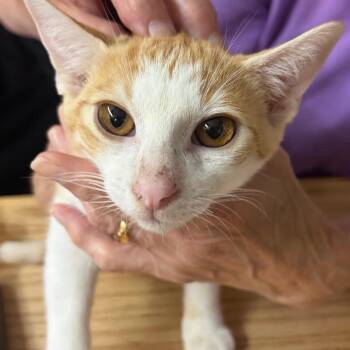 Cheddar Dills -  Domestic Short Hair Cat for Adoption in Blairsville, Georgia - Cheddar Dills | PetCurious