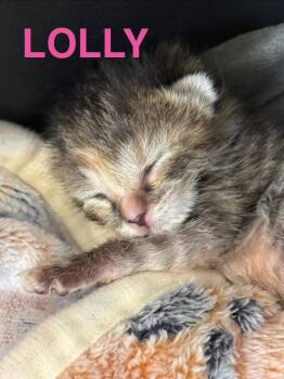 Domestic Short Hair Cats Available for Adoption in Leonardtown, Maryland - Lolly | PetCurious