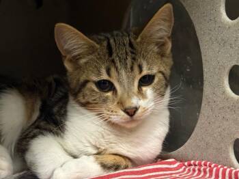 Tabby Cats Available for Adoption - Rhonda | PetCurious