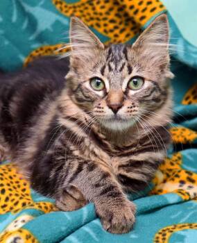 Domestic Medium Hair Cats Available for Adoption in Tierra Verde, Florida - Expresso | PetCurious