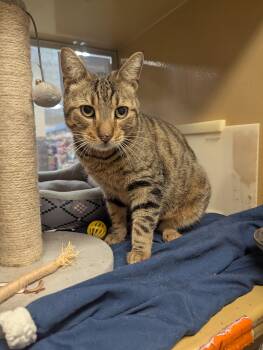 Domestic Short Hair Cats Available for Adoption in Medford Lakes, New Jersey - Napa | PetCurious