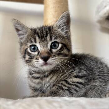 Rescue Domestic Short Hair Cats for Adoption in Ewa Beach, Hawaii - Bibble | PetCurious