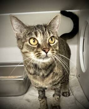 Rescue Domestic Short Hair Cats for Adoption in Savannah, Georgia - Whimsy | PetCurious