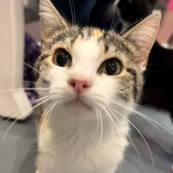 Domestic Short Hair Cats Available for Adoption in South Bend, Indiana - Valentina | PetCurious