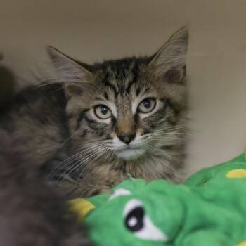 Jaguar -  Domestic Short Hair Cat for Adoption in Los Angeles, California - Jaguar | PetCurious