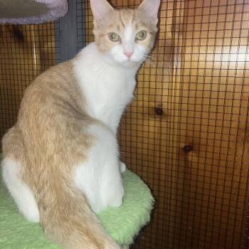 Casey -  Domestic Short Hair Cat for Adoption in Midland, Michigan - Casey | PetCurious