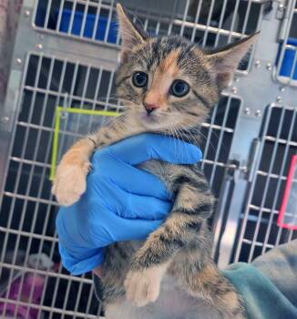 Ursa -  Domestic Short Hair Cat for Adoption in Plover, Wisconsin - Ursa | PetCurious