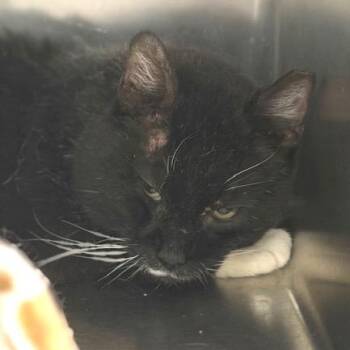 Domestic Short Hair Cats Available for Adoption - Whoopie | PetCurious