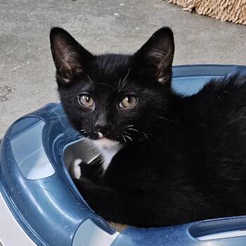 MR. M -  American Shorthair Cat for Adoption in Pinedale, Wyoming - MR. M | PetCurious