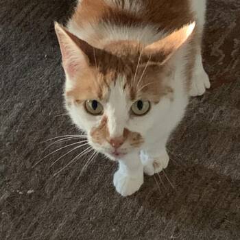 Sophia -  Domestic Short Hair Cat for Adoption in Lynchburg, Virginia - Sophia | PetCurious