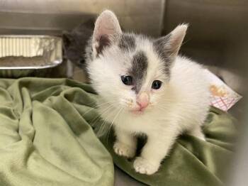 SUNNY -  Domestic Short Hair Cat for Adoption in Tustin, California - SUNNY | PetCurious