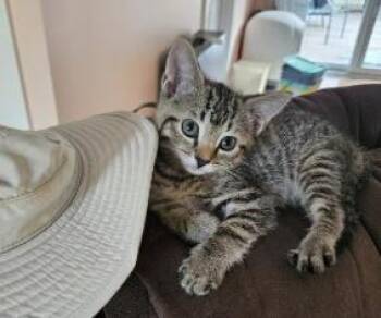 Circuit Breaker -  Domestic Short Hair Cat for Adoption in Chesapeake Beach, Maryland - Circuit Breaker | PetCurious