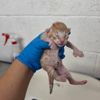 Spice -  Domestic Short Hair Cat for Adoption in Edinburg, Texas - Spice | PetCurious