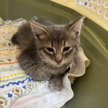 Miss Sally -  Domestic Short Hair Cat for Adoption in Portage, Michigan - Miss Sally | PetCurious