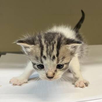 Patrick -  Domestic Short Hair Cat for Adoption in Leander, Texas - Patrick | PetCurious