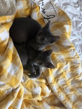 Nelson -  Domestic Short Hair Cat for Adoption in Ferndale, Michigan - Nelson | PetCurious