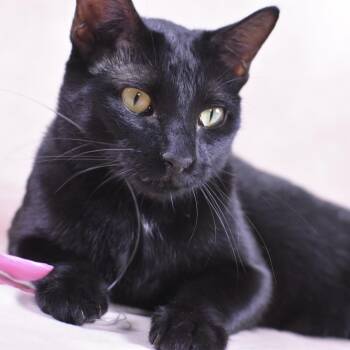 Void -  Domestic Short Hair Cat for Adoption in Fort Worth, Texas - Void | PetCurious