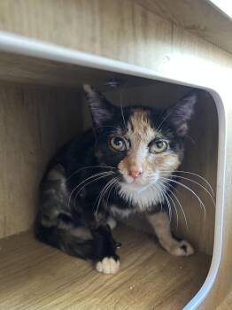 Spreckles -  Domestic Short Hair Cat for Adoption in Ontario, California - Spreckles | PetCurious