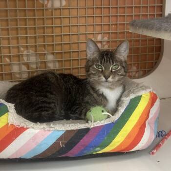 Rescue Domestic Short Hair Cats for Adoption in Victorville, California - Yuri | PetCurious