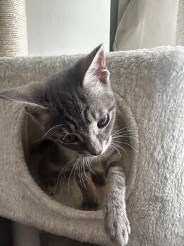 Shirley -  Domestic Short Hair Cat for Adoption in Ferndale, Michigan - Shirley | PetCurious