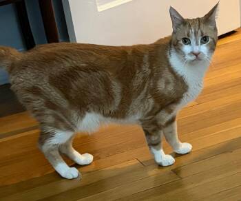Jerry -  Domestic Short Hair Cat for Adoption in East Brunswick, New Jersey - Jerry | PetCurious