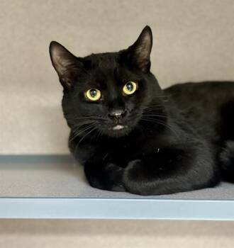 THEODORE -  Domestic Short Hair Cat for Adoption in Aliquippa, Pennsylvania - THEODORE | PetCurious