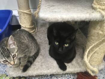 Rescue Domestic Short Hair Cats for Adoption in Brighton, Michigan - Lucy | PetCurious