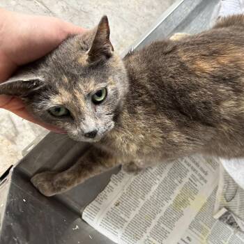Domestic Short Hair Cats Available for Adoption in Summerlee, West Virginia - Tempest | PetCurious