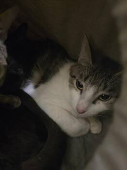Mindy -  Domestic Short Hair Cat for Adoption in Vancouver, Washington - Mindy | PetCurious