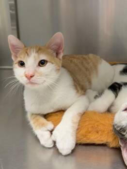 Sunny D -  Domestic Short Hair Cat for Adoption in Wantagh, New York - Sunny D | PetCurious