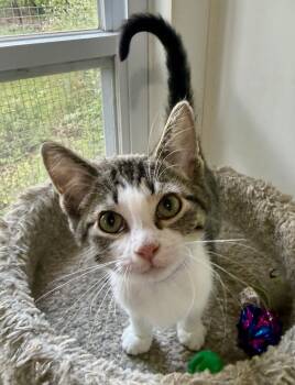 Willadeene -  Domestic Short Hair Cat for Adoption in Ashland, Ohio - Willadeene | PetCurious