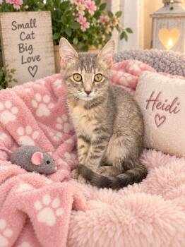 Heidi -  Tabby Cat for Adoption in Tavares, Florida - Heidi | PetCurious