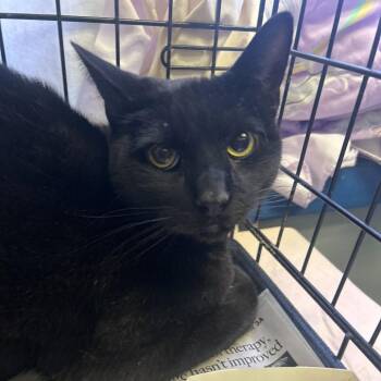 Domestic Short Hair Cats Available for Adoption in Summerlee, West Virginia - Banxi | PetCurious