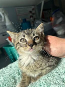 Rescue Domestic Short Hair Cats for Adoption in Ashland, Wisconsin - G2 Gideon | PetCurious