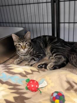 MAXIMUS -  Domestic Short Hair Cat for Adoption in Algona, Iowa - MAXIMUS | PetCurious
