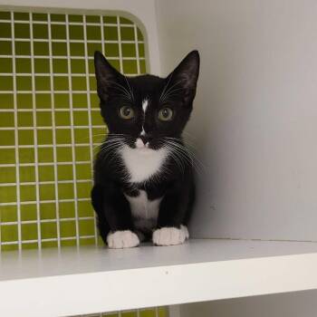 Gary -  Domestic Short Hair Cat for Adoption in Tallahassee, Florida - Gary | PetCurious