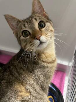 Domestic Short Hair Cats Available for Adoption - Barney | PetCurious