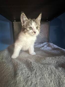 Diana -  Tabby Cat for Adoption in Winnipeg, Manitoba - Diana | PetCurious