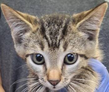 Ferb -  Domestic Short Hair Cat for Adoption in Brenham, Texas - Ferb | PetCurious