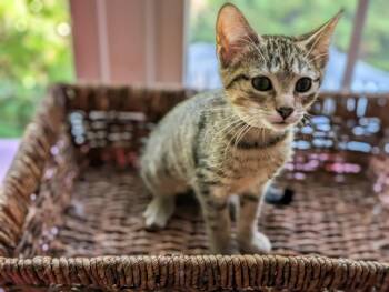 Thyme bonded with Rose in foster care -  Domestic Short Hair Cat for Adoption in Ellicott City, Maryland - Thyme Bonded With Rose In Foster Care | PetCurious