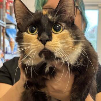 Miss Multicolor Mayhem -  Domestic Short Hair Cat for Adoption in Gloucester, Virginia - Miss Multicolor Mayhem | PetCurious