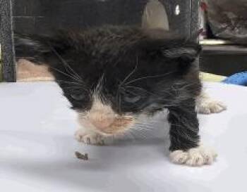Bandit -  Domestic Short Hair Cat for Adoption in Largo, Florida - Bandit | PetCurious