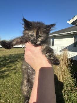 Rescue Domestic Long Hair and American Bobtail Cats for Adoption in Albany, Wisconsin - Nugget | PetCurious