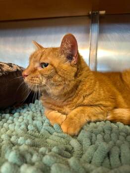 Precious -  Domestic Short Hair Cat for Adoption in Wilmington, North Carolina - Precious | PetCurious
