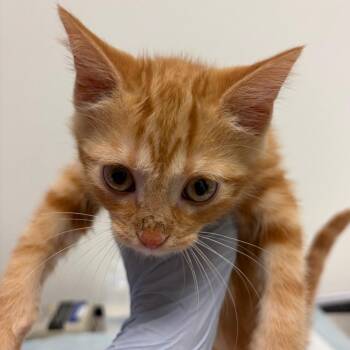 Alphabet Soup -  Domestic Short Hair Cat for Adoption in Nashville, Tennessee - Alphabet Soup | PetCurious