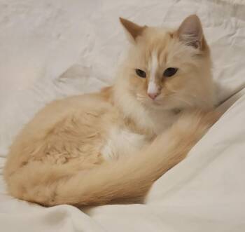 Sushi -  Ragdoll Cat for Adoption in Island Park, New York - Sushi | PetCurious