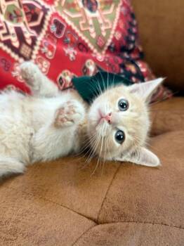 Tabby and Domestic Short Hair Cats Available for Adoption in Friendswood, Texas - Eleven Hopper | PetCurious