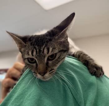 Fiona -  Domestic Short Hair Cat for Adoption in Slidell, Louisiana - Fiona | PetCurious