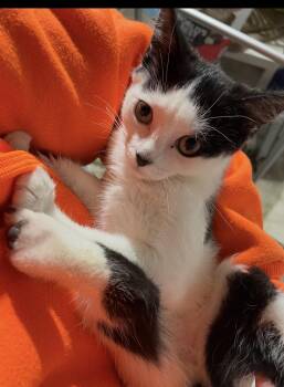Katara -  Domestic Short Hair Cat for Adoption - Katara | PetCurious